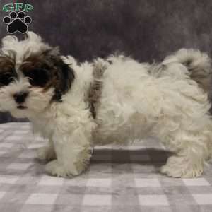 Parker, Shih-Poo Puppy